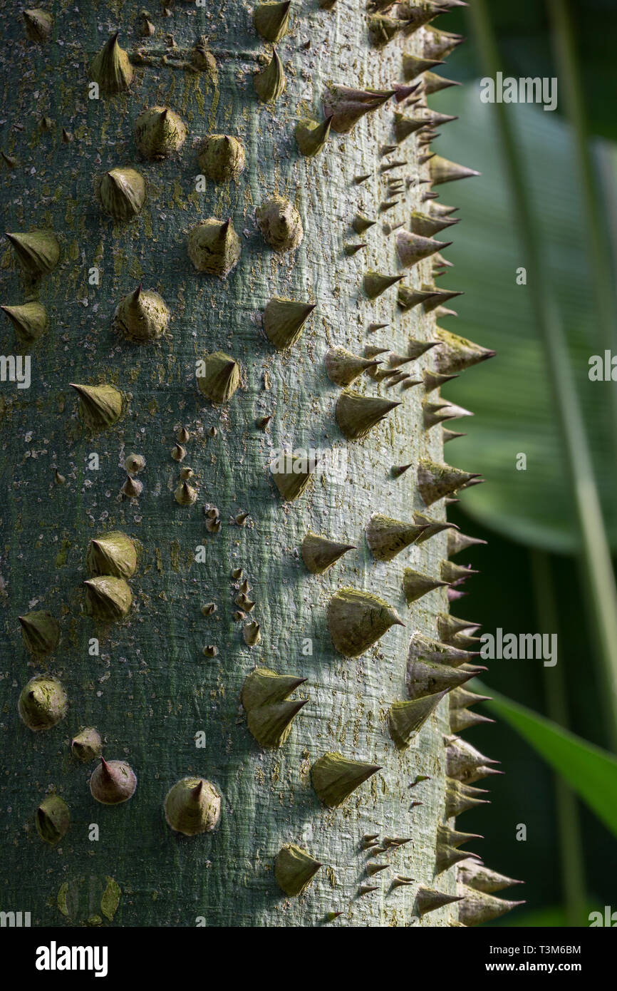 Nahaufnahme einer spikey Ceiba (Ceiba trichistandra), Familie der Malvaceae. Stockfoto