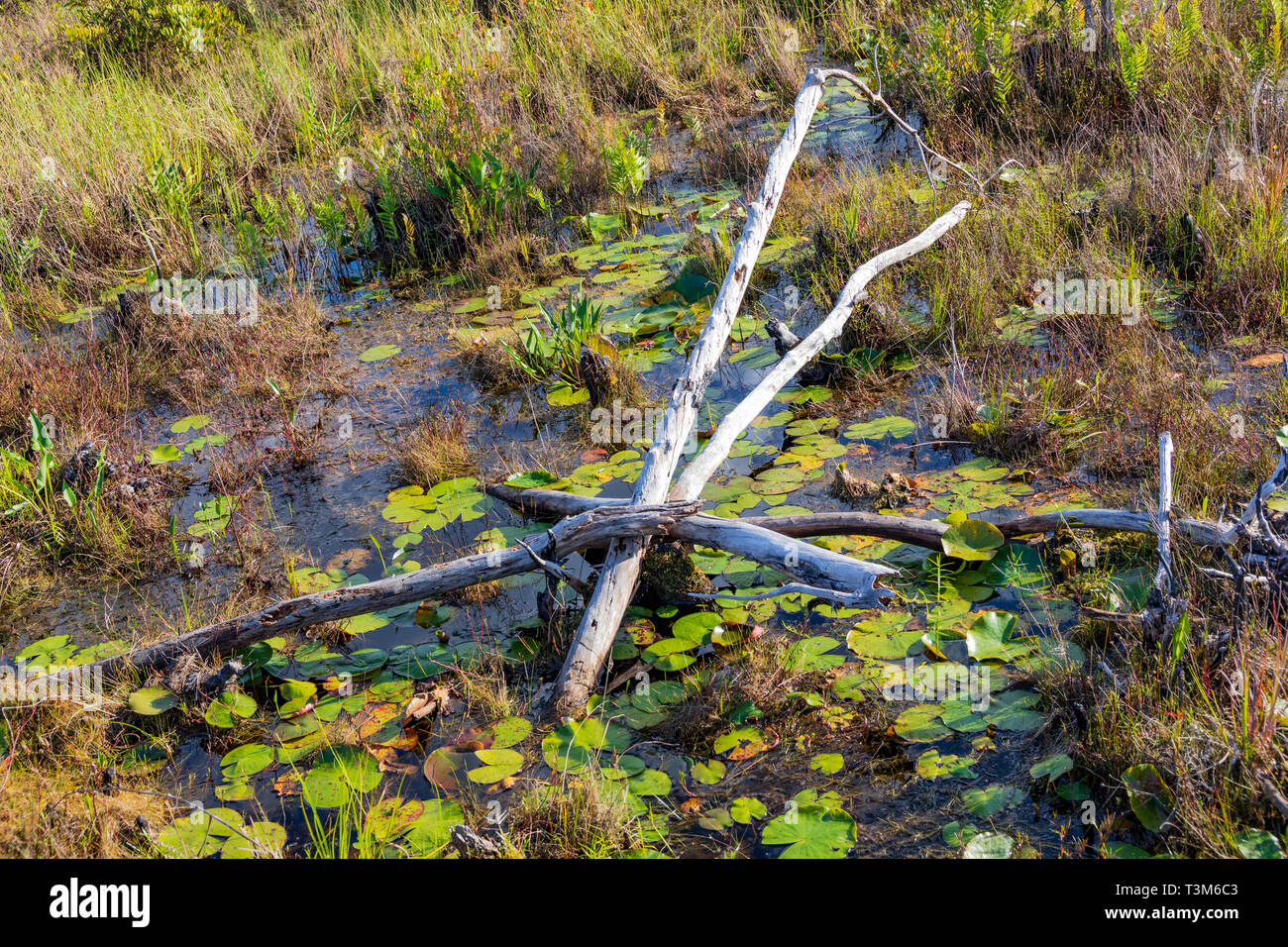 Eine Anordnung von kleinen toten Bäumen und Gliedmaßen unter Lily Pads in einer seichten Sumpf Bereich der Okefenokee Swamp. Stockfoto
