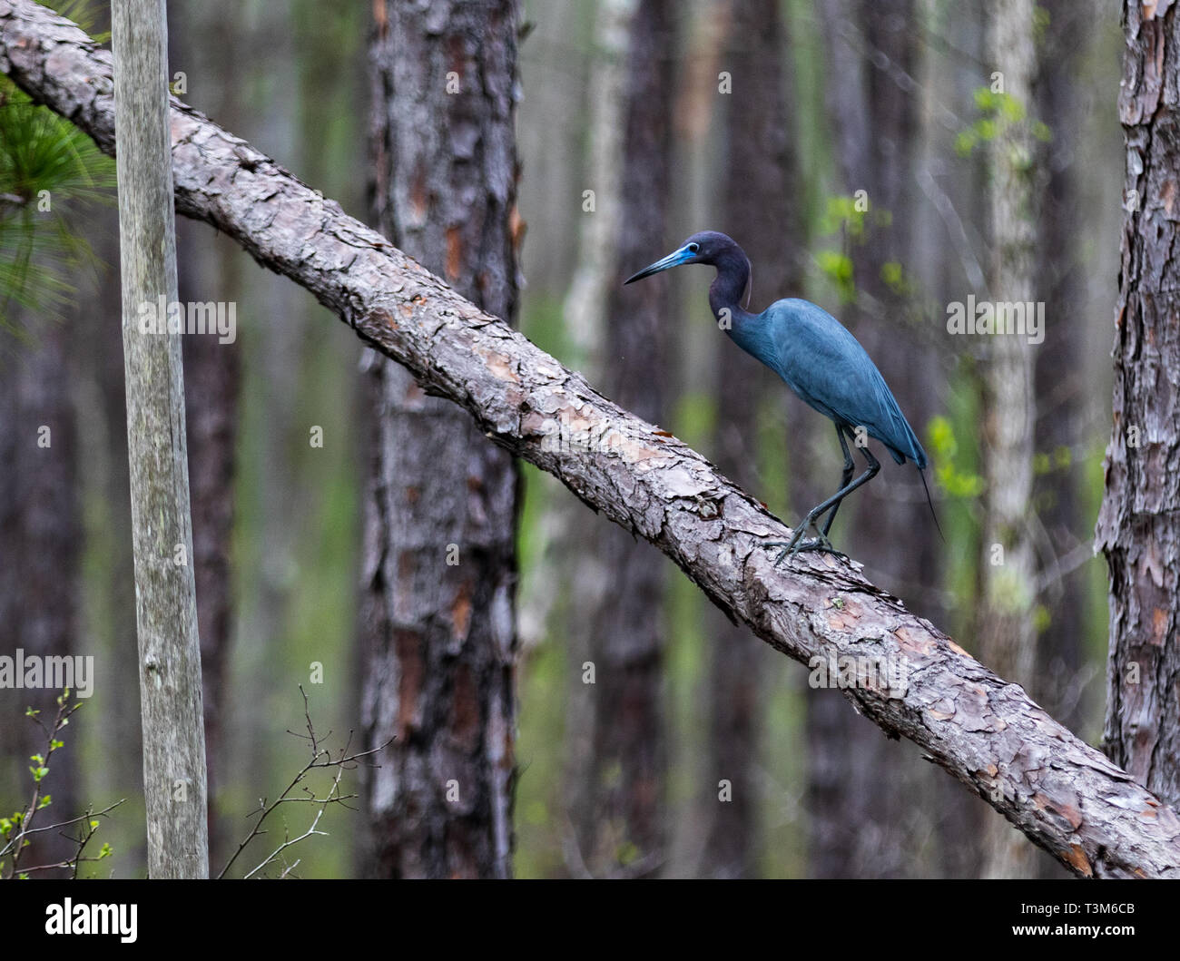 Nach Little Blue Heron auf gefallene longleaf Kiefer in Okefenokee Swamp. Stockfoto