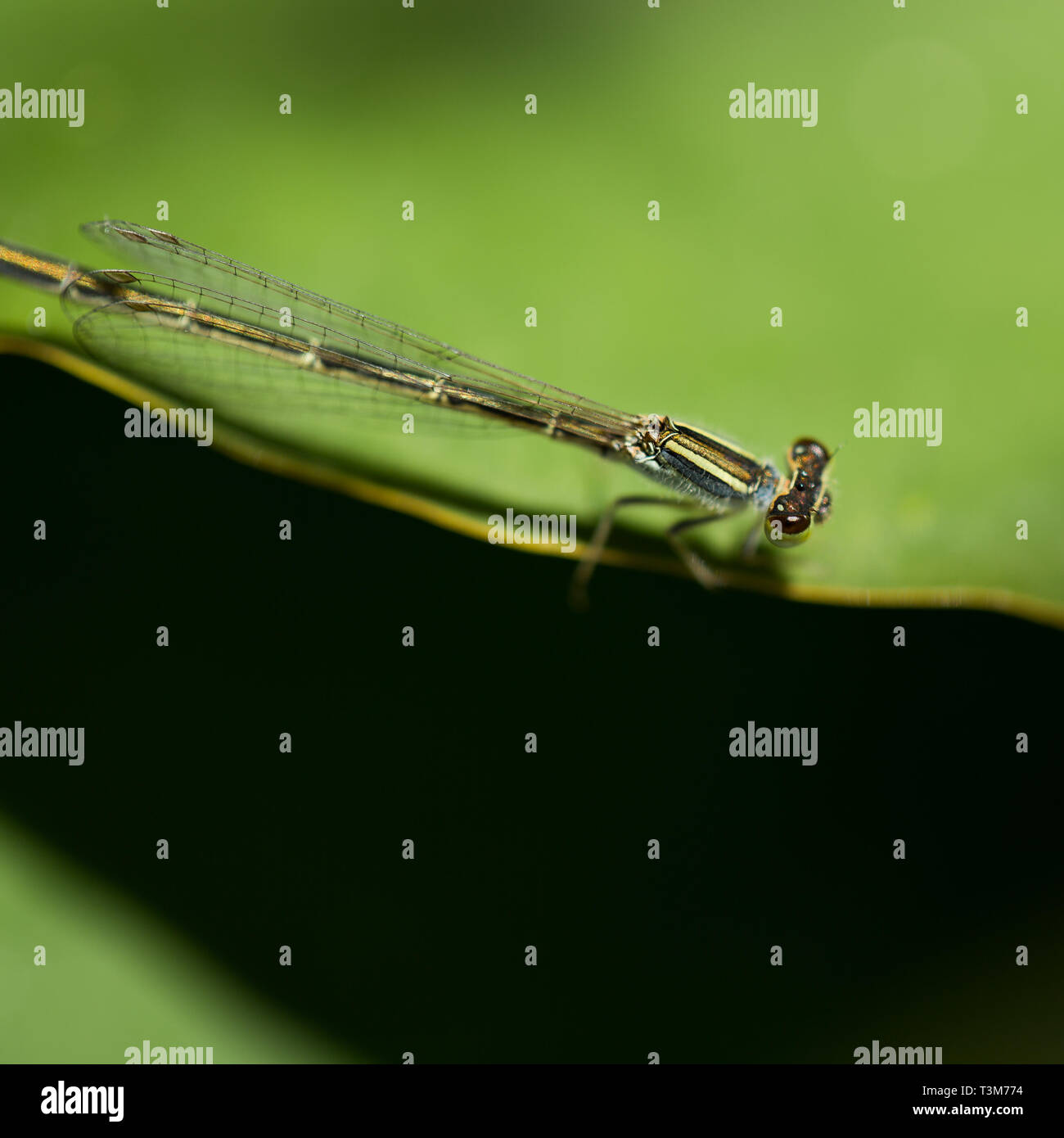Grüne kleine Libelle Makro Stockfoto