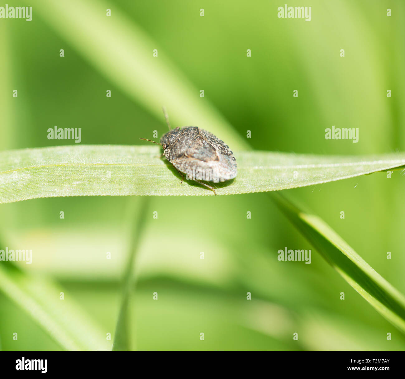 Käfer auf Grashalm closeup Stockfoto
