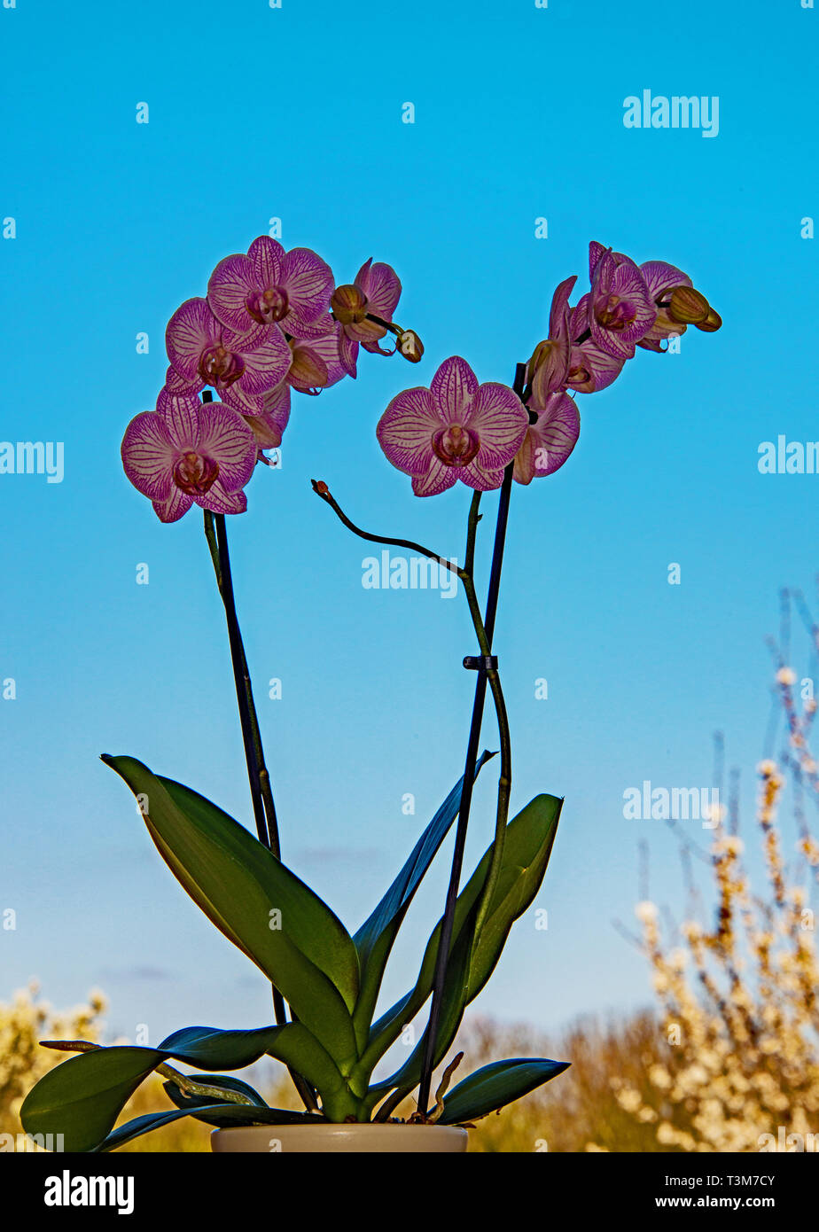 Orchid' Phalaenopsis' Stockfoto