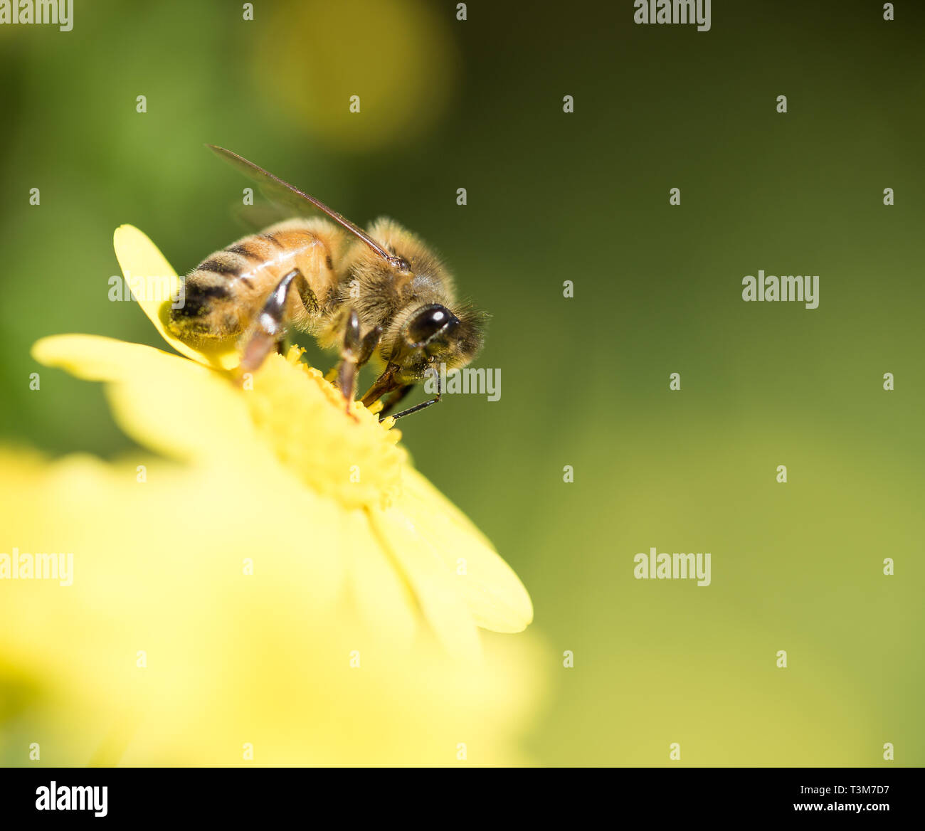 Honigbiene bestäubt Blüten Stockfoto
