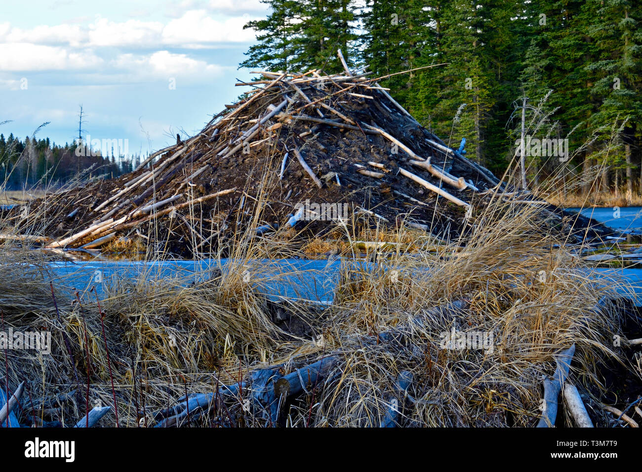 Ein horizontales Bild der großen Biber Haus am Ende der Maxwell See in Hinton Alberta, Kanada. Stockfoto