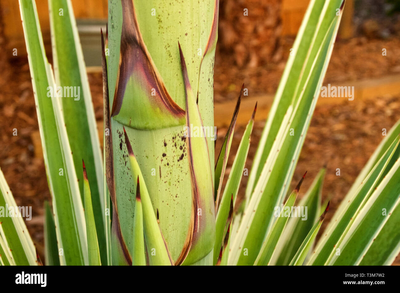 Dicke der Blume Stängel der Agave auch als das Jahrhundert Pflanze bekannt,  Coming Out von der Mitte der Anlage Stockfotografie - Alamy