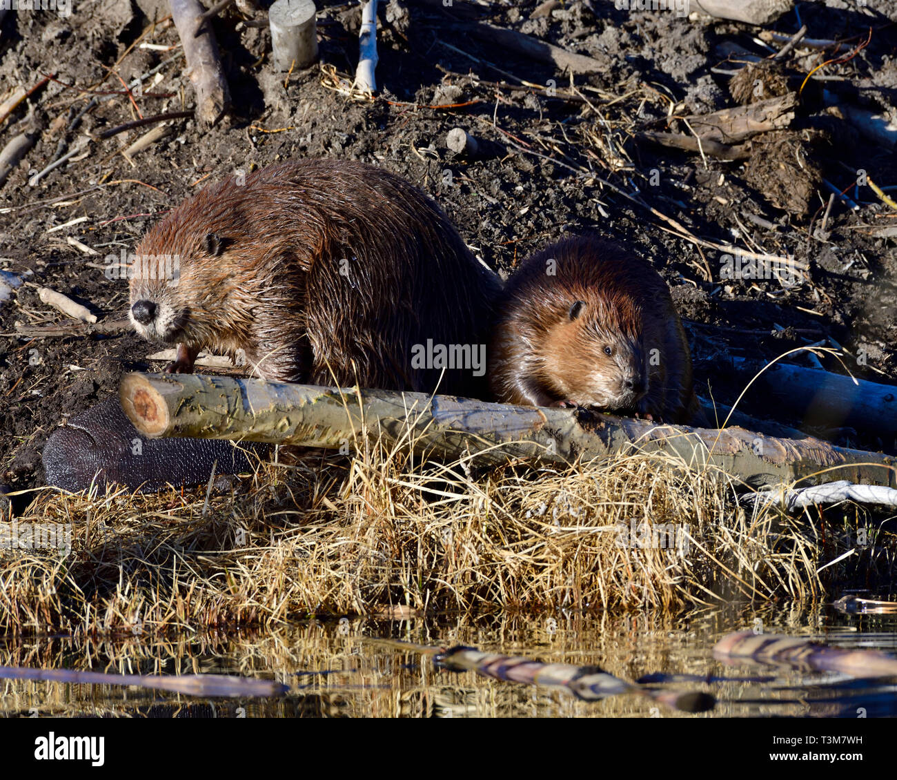 Zwei wilden Biber (Castor Canadensis); am Fuße der Beaver Lodge Kauen auf einem Aspen Tree Trunk, der sie an Land durchgeführt haben Stockfoto