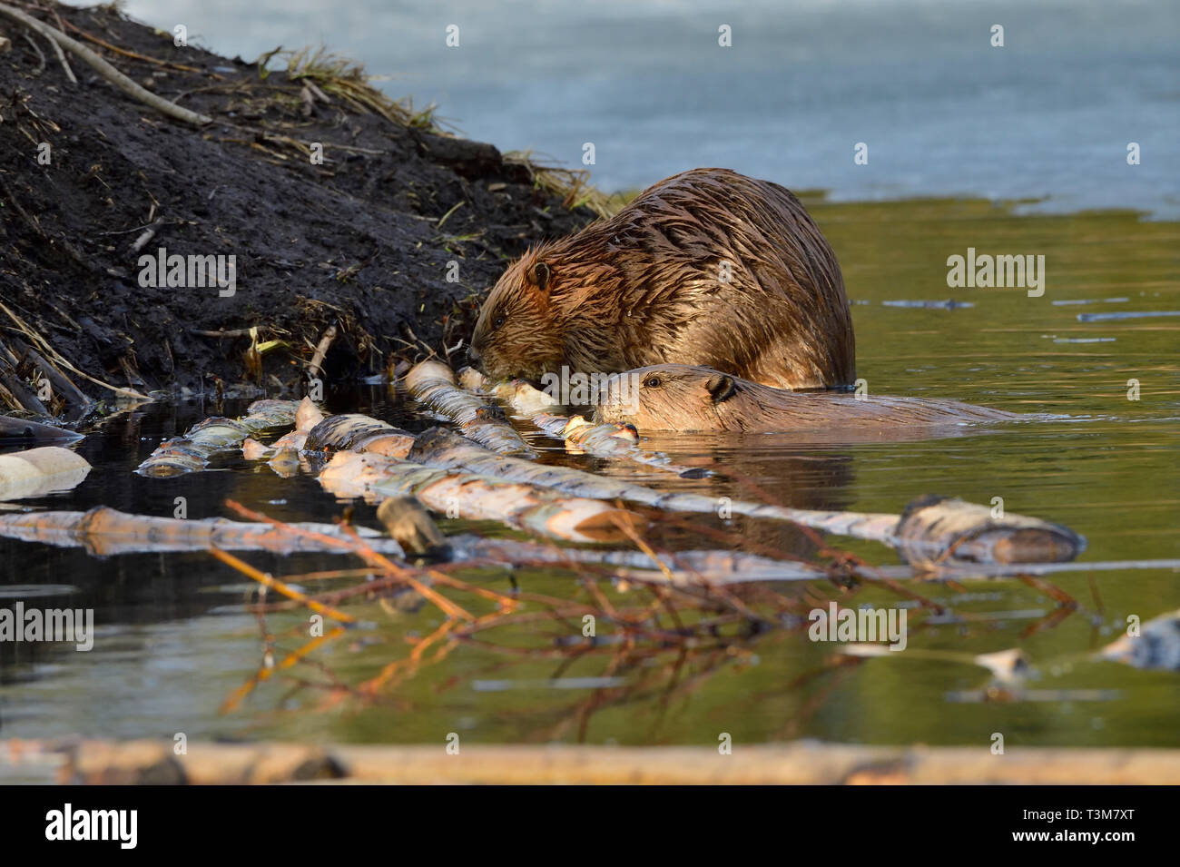 Zwei wilden Biber (Castor canadensis) Fütterung auf einige Aspen Baumrinde am Rande der thier Beaver House in einem Biber Teich an Hinton Alberta Kanada Stockfoto