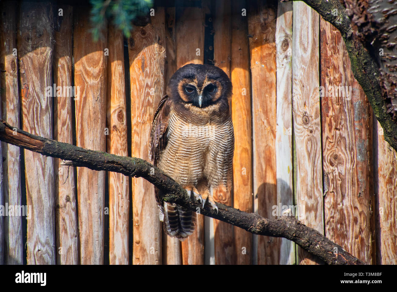Braunes Holz Eule auf einem Ast Stockfoto