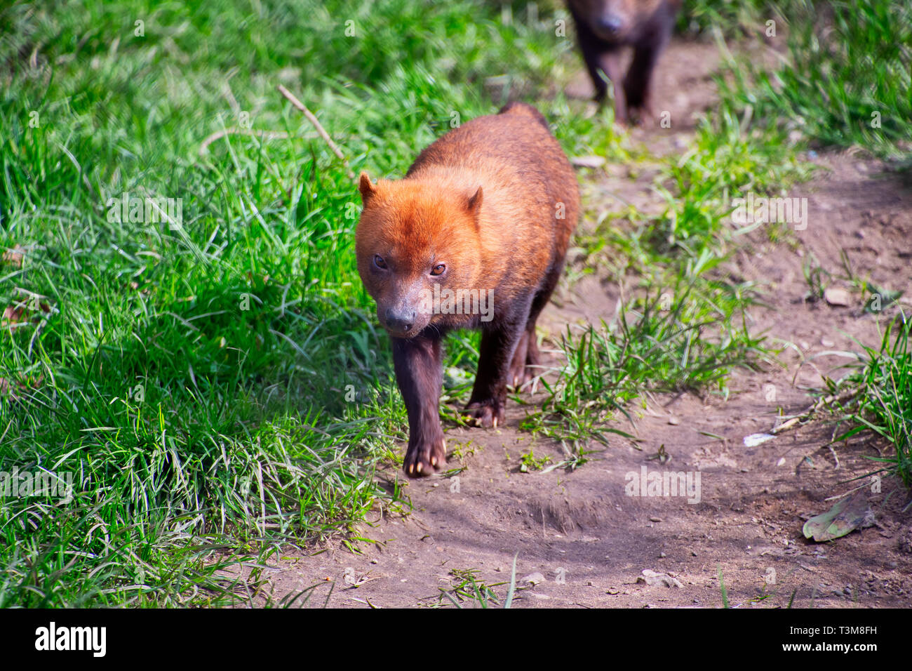 Kleine Bush Hund Wandern rund um Stockfoto