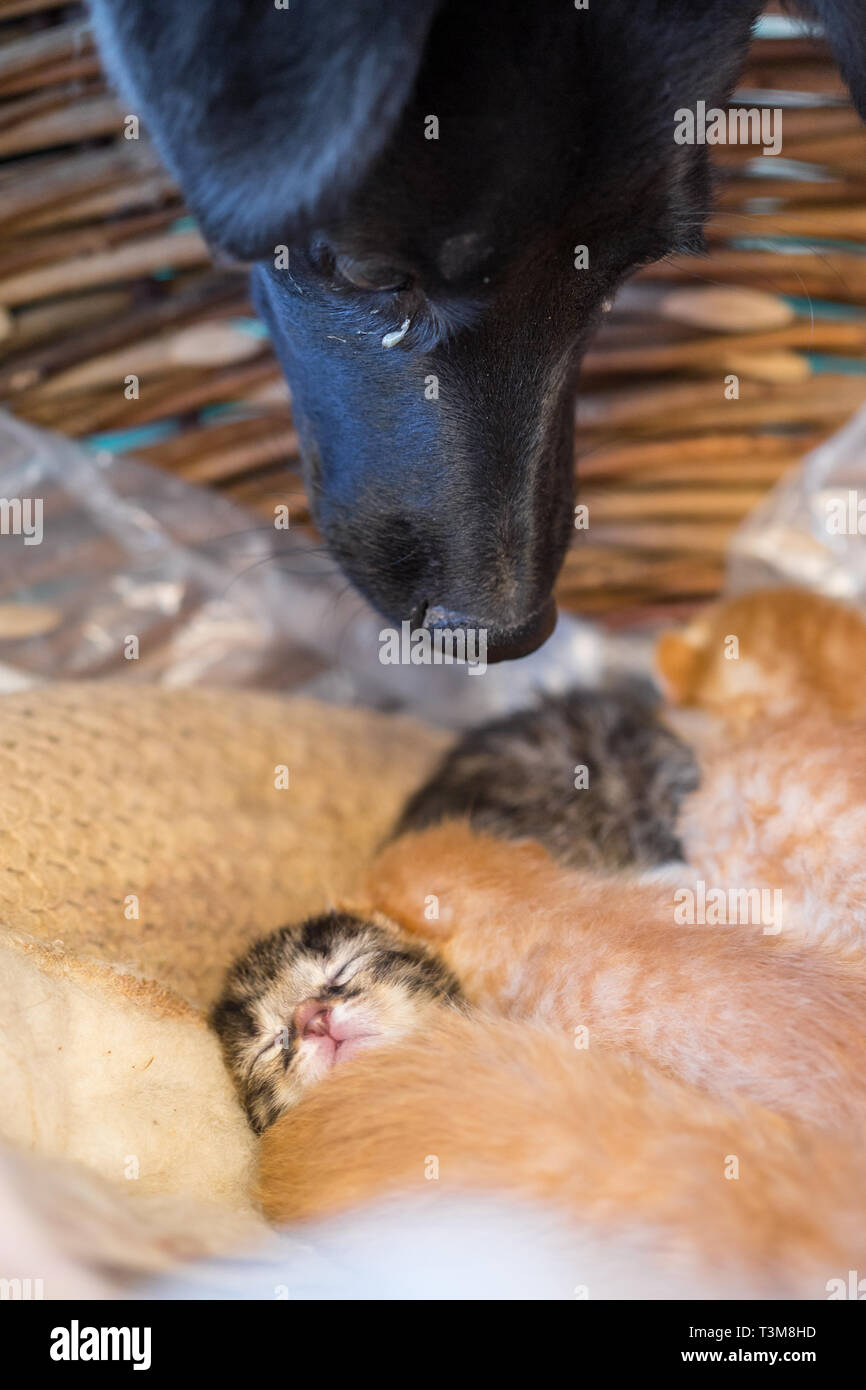 Schwarzer Hund auf der Suche an der schläfrigen neugeborenen Kätzchen. Stockfoto