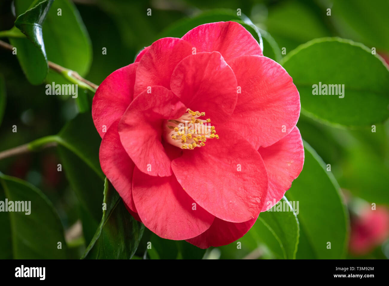 Rot Kamelie Blume in voller Blüte. Stockfoto