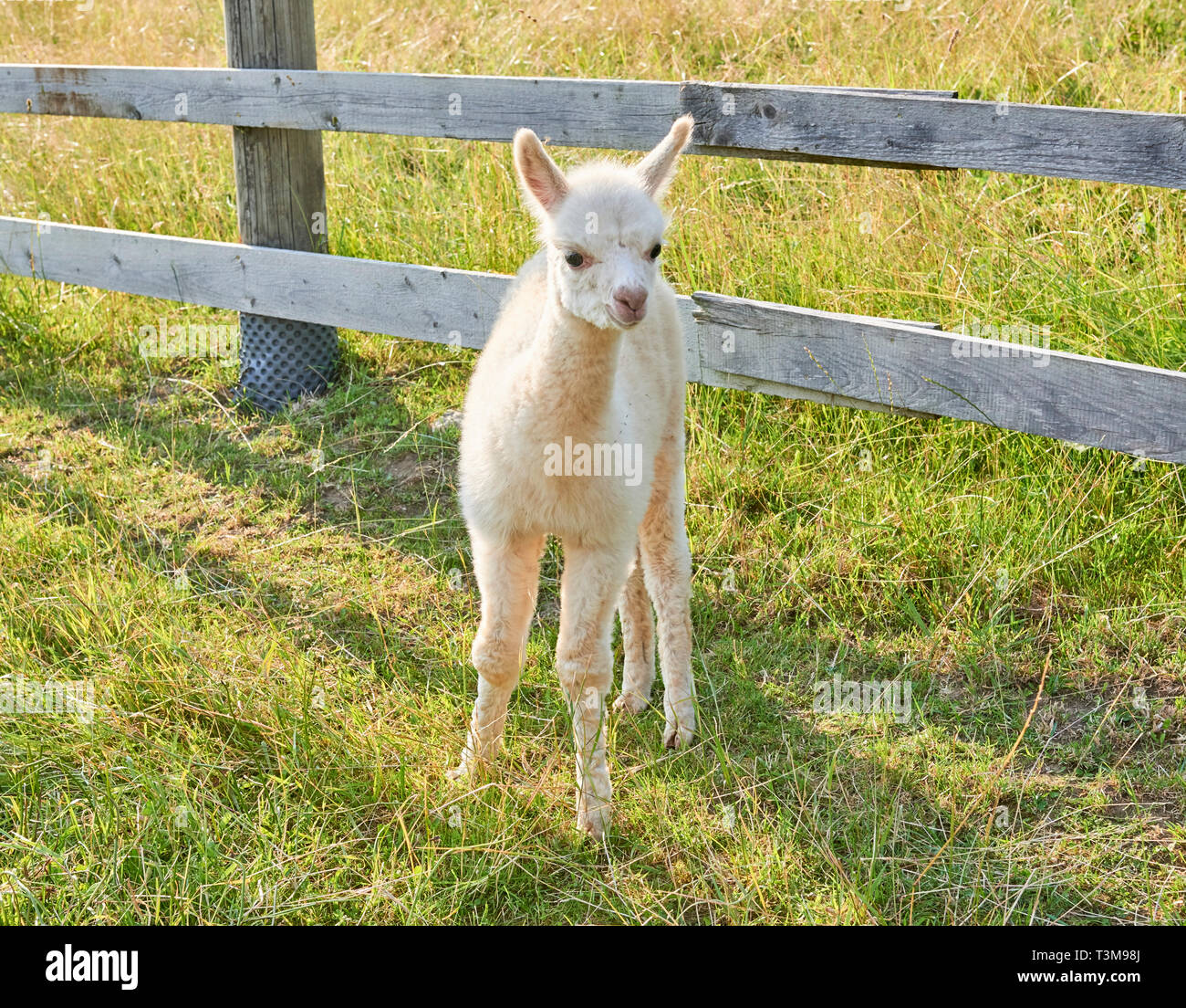 Alpaka Stockfoto