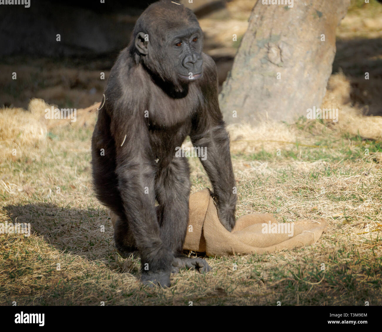 Westlicher Flachlandgorilla Zoo Calgary Alberta Kanada Stockfoto