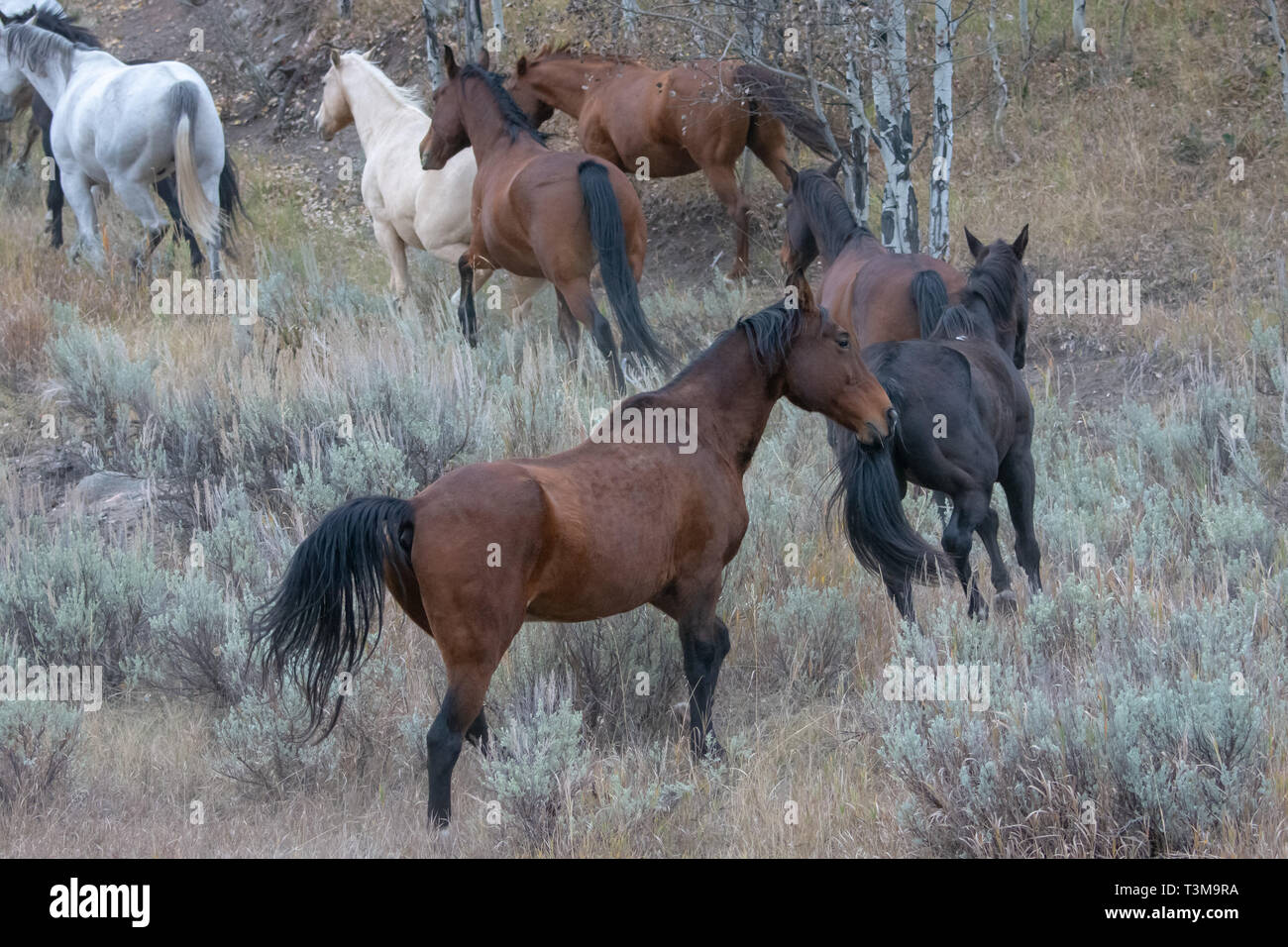 Pferde im hohen Land von Wyoming Stockfoto