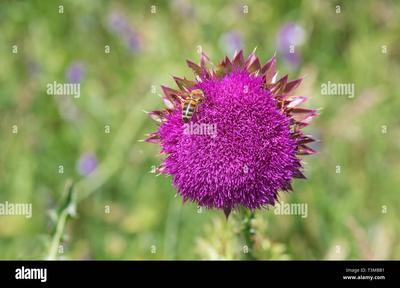 Lonely Disteln (Cirsium) mit Biene Gast sammeln Nektar zu Beginn der Blütezeit Stockfoto