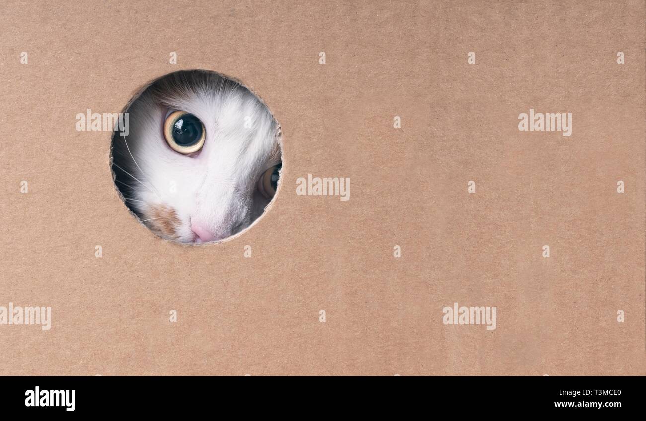 Tabby Katze schauen neugierig aus einem Loch im Karton. Bild horizontal mit kopieren. Stockfoto