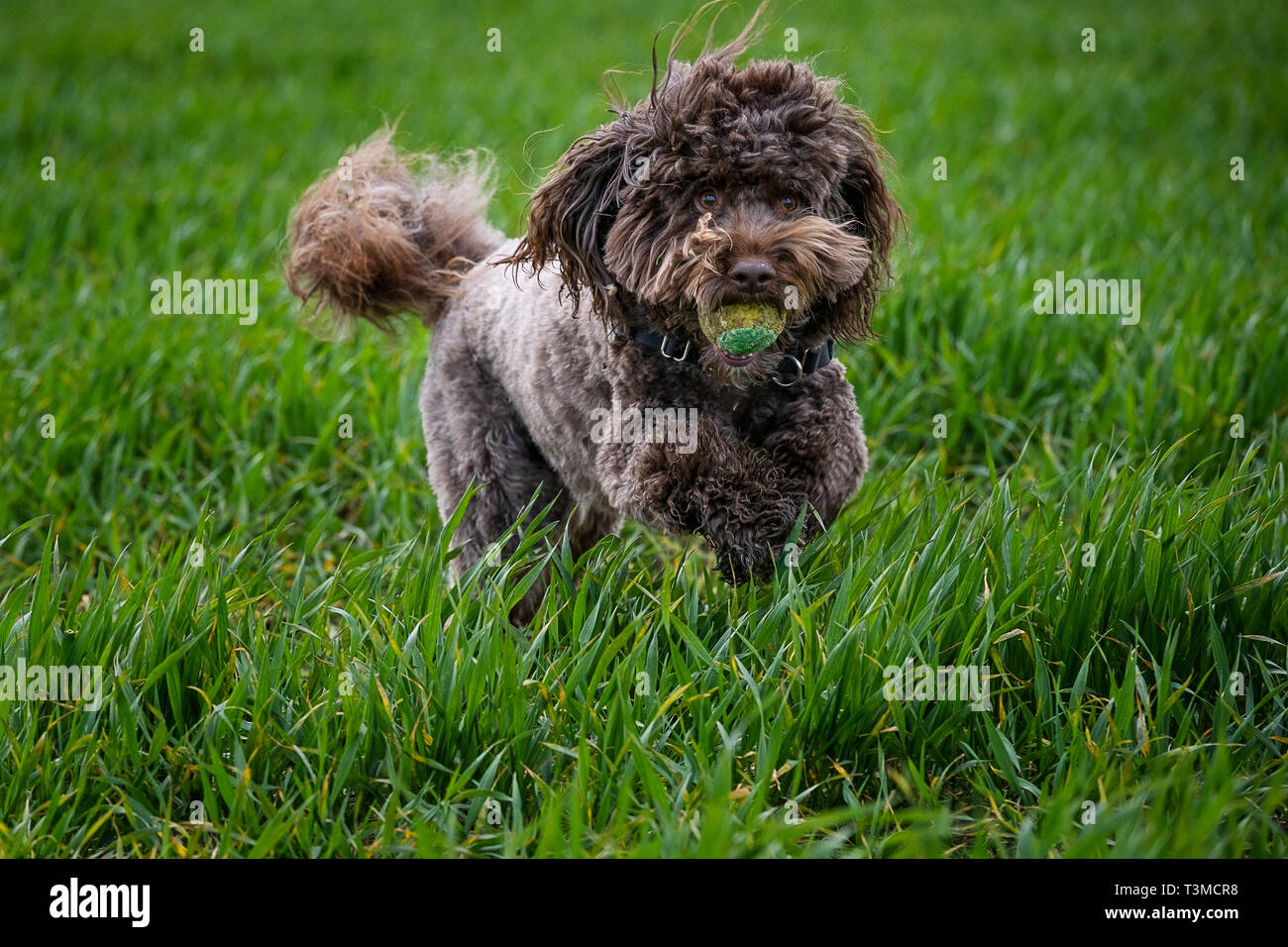 Working Gundogs Springer Spaniels und Speocker Stockfoto