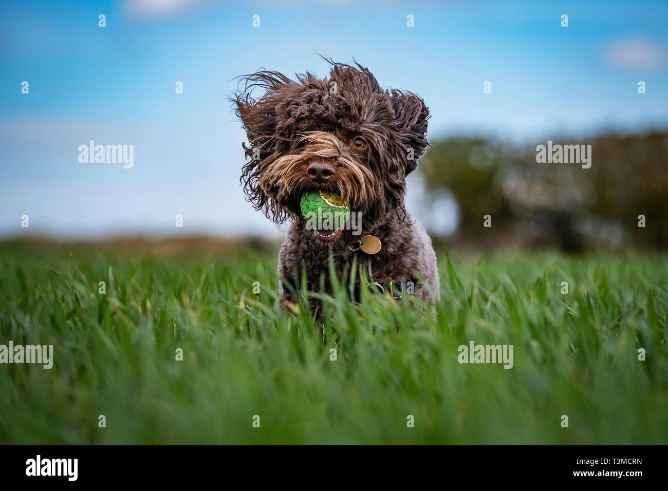 Working Gundogs Springer Spaniels und Speocker Stockfoto