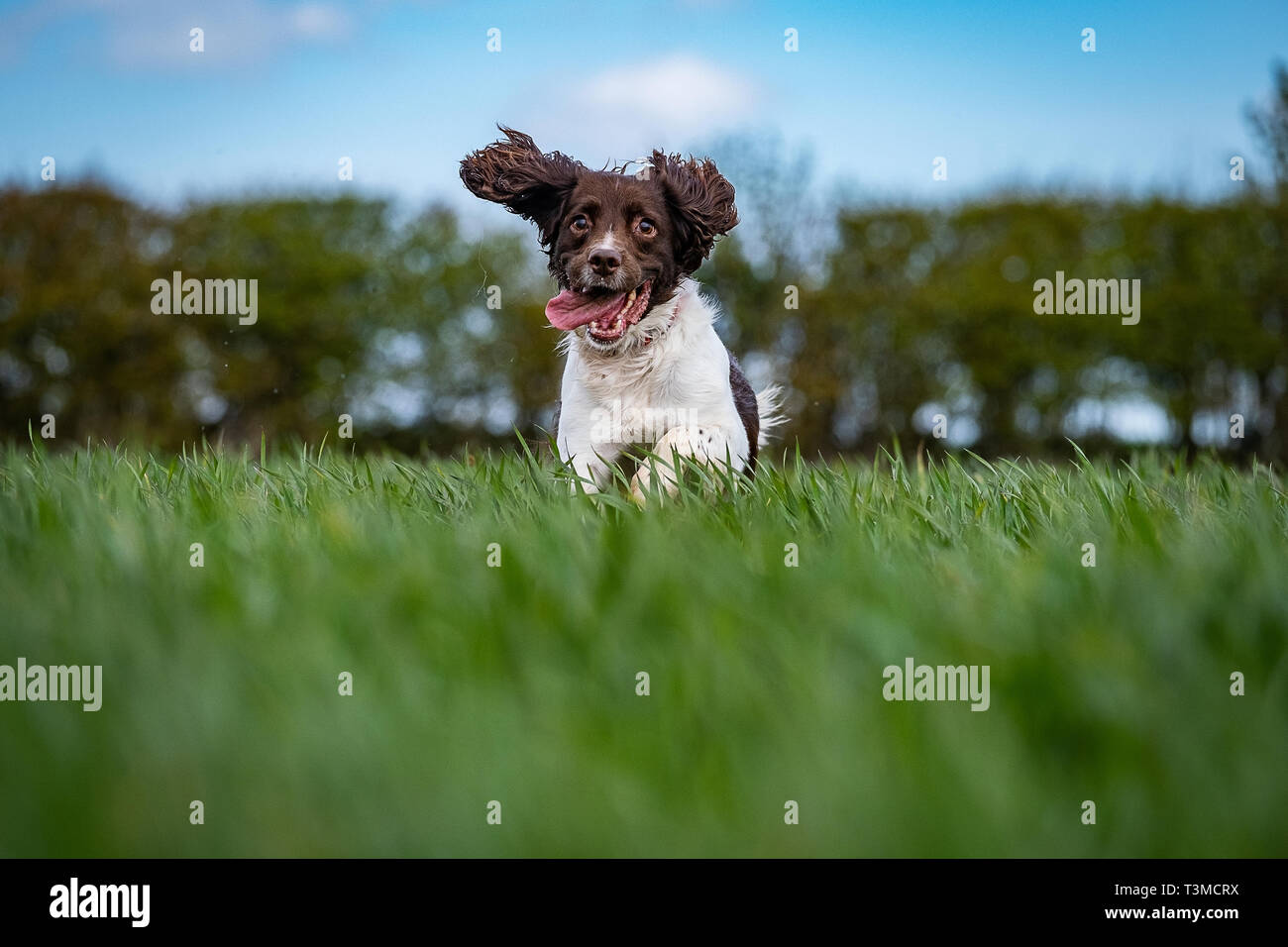 Working Gundogs Springer Spaniels und Speocker Stockfoto