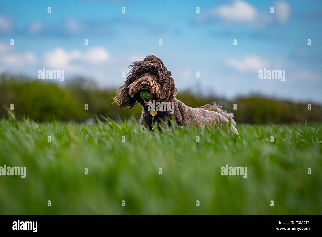 Working Gundogs Springer Spaniels und Speocker Stockfoto