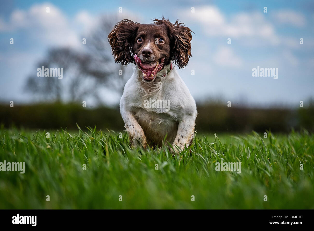 Working Gundogs Springer Spaniels und Speocker Stockfoto