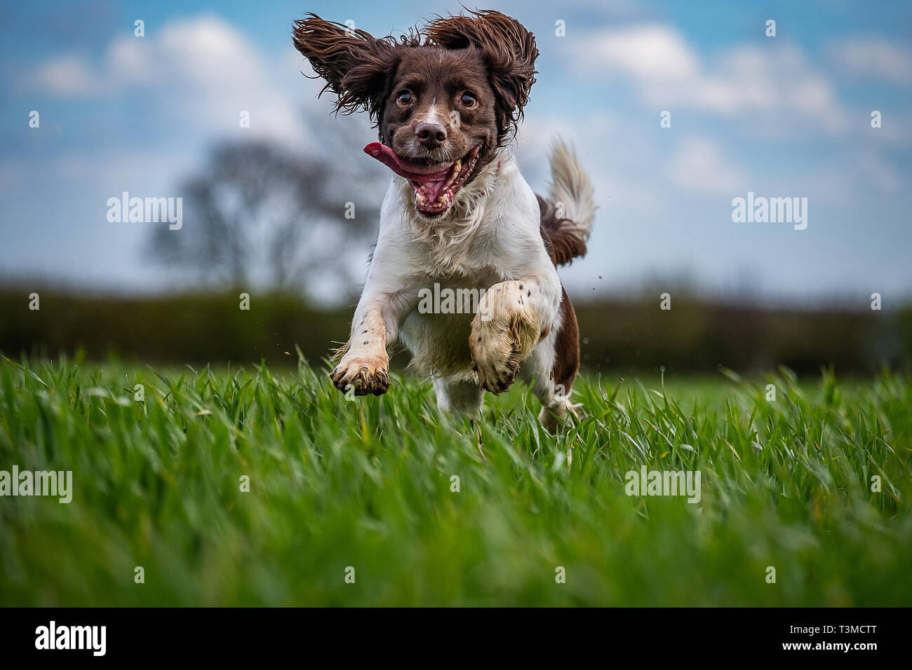 Working Gundogs Springer Spaniels und Speocker Stockfoto