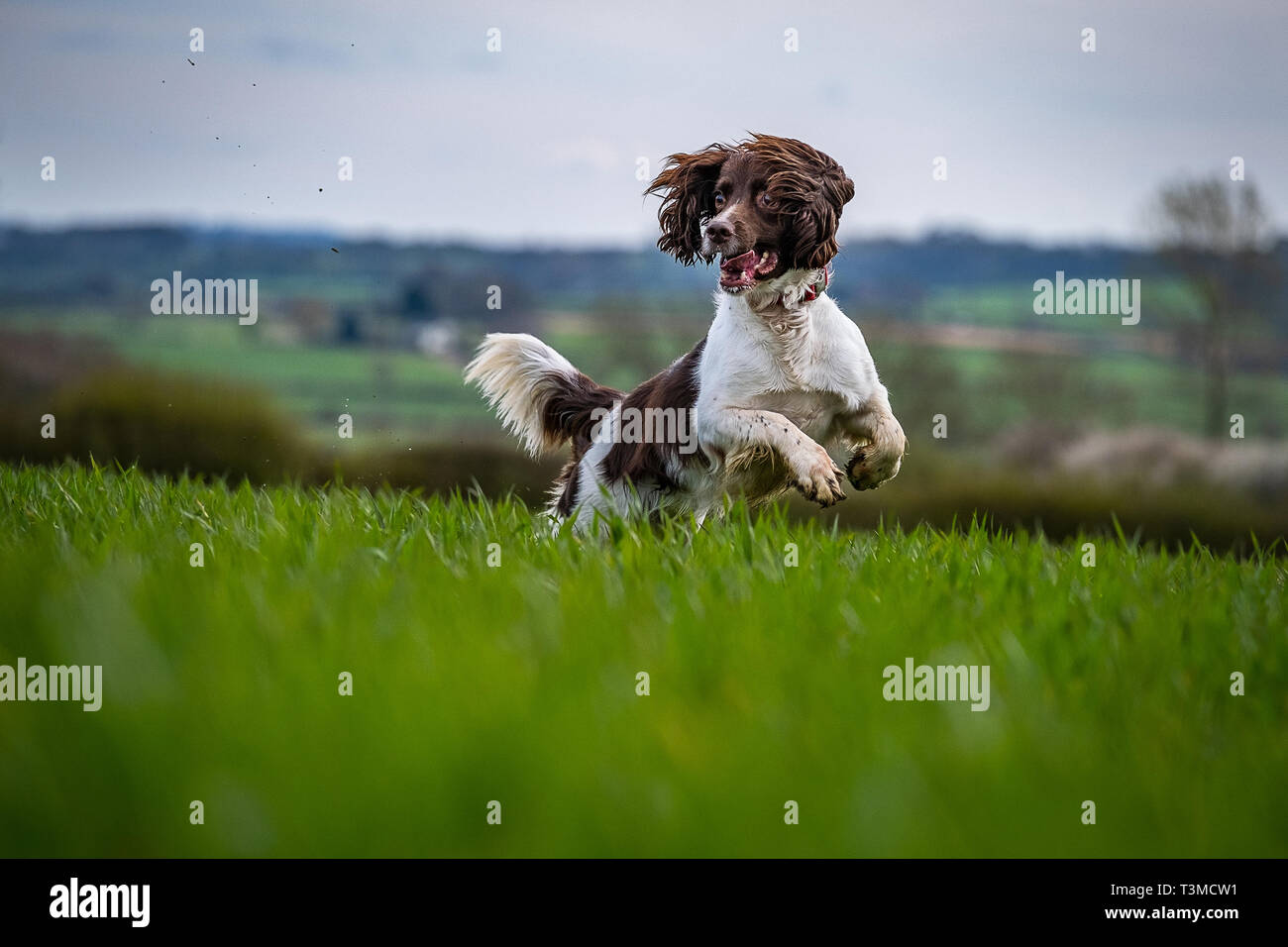 Working Gundogs Springer Spaniels und Speocker Stockfoto