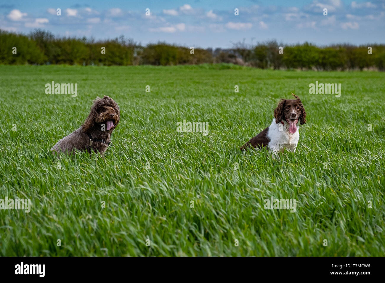 Working Gundogs Springer Spaniels und Speocker Stockfoto