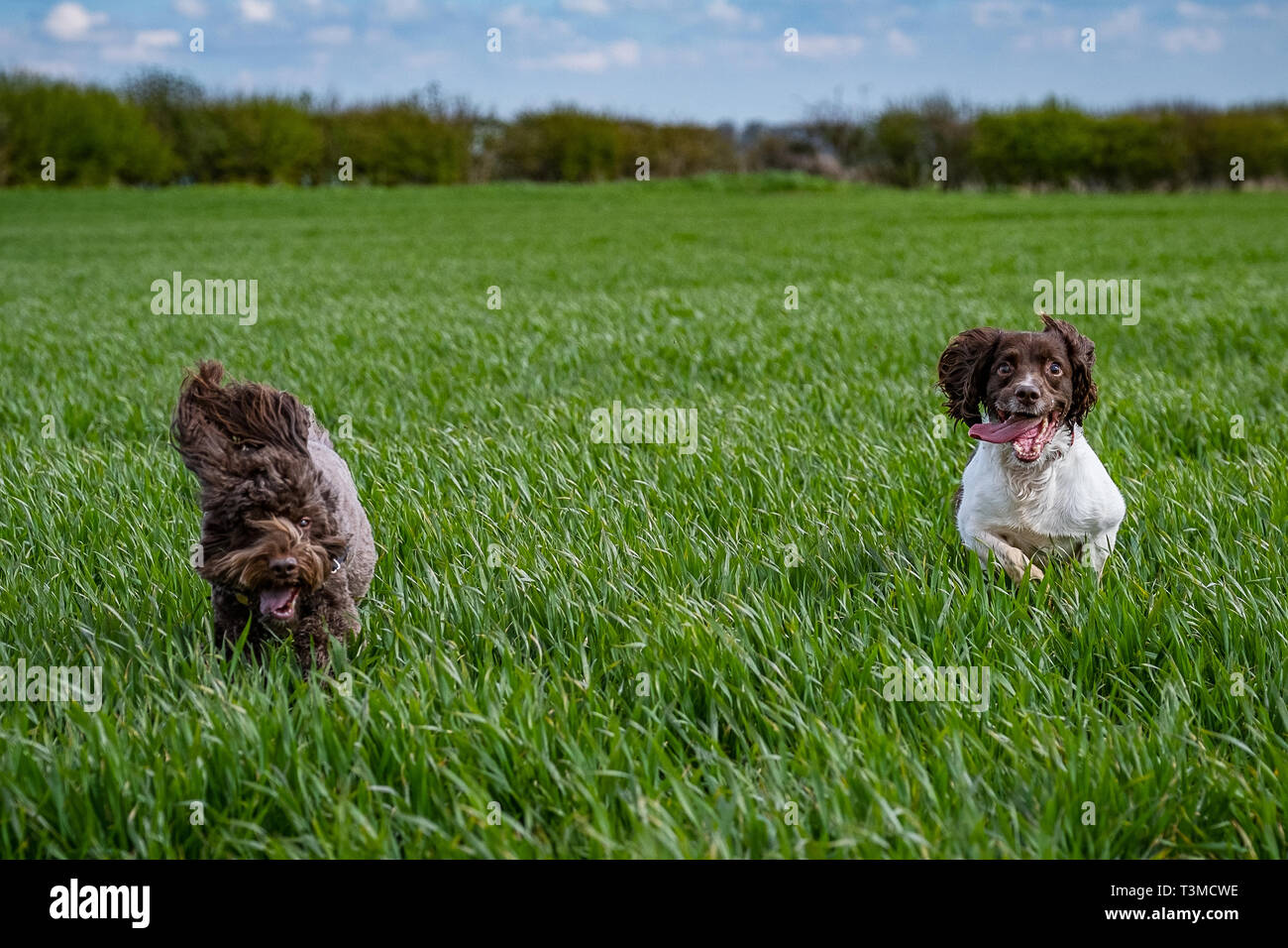 Working Gundogs Springer Spaniels und Speocker Stockfoto