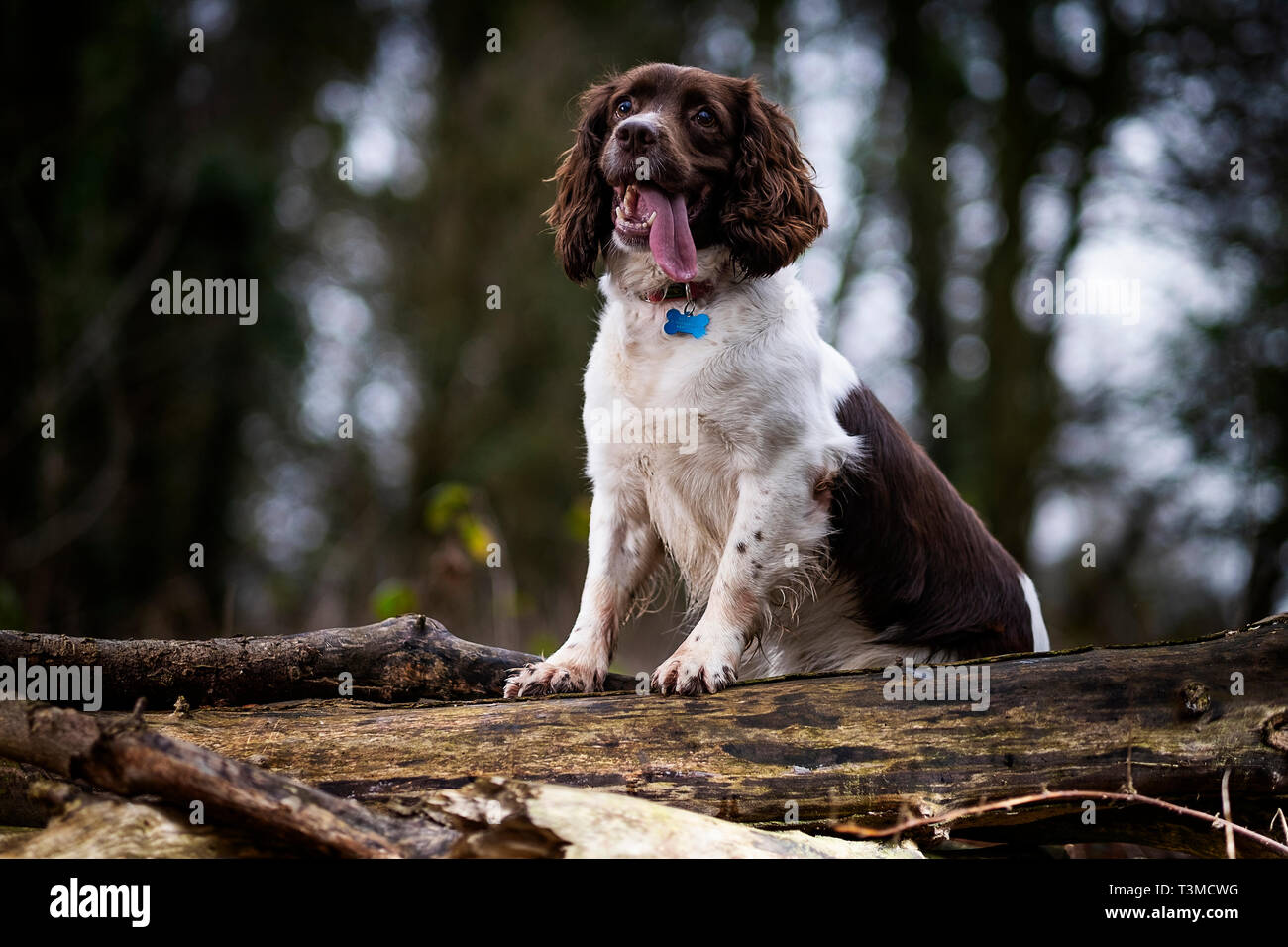 Working Gundogs Springer Spaniels und Speocker Stockfoto