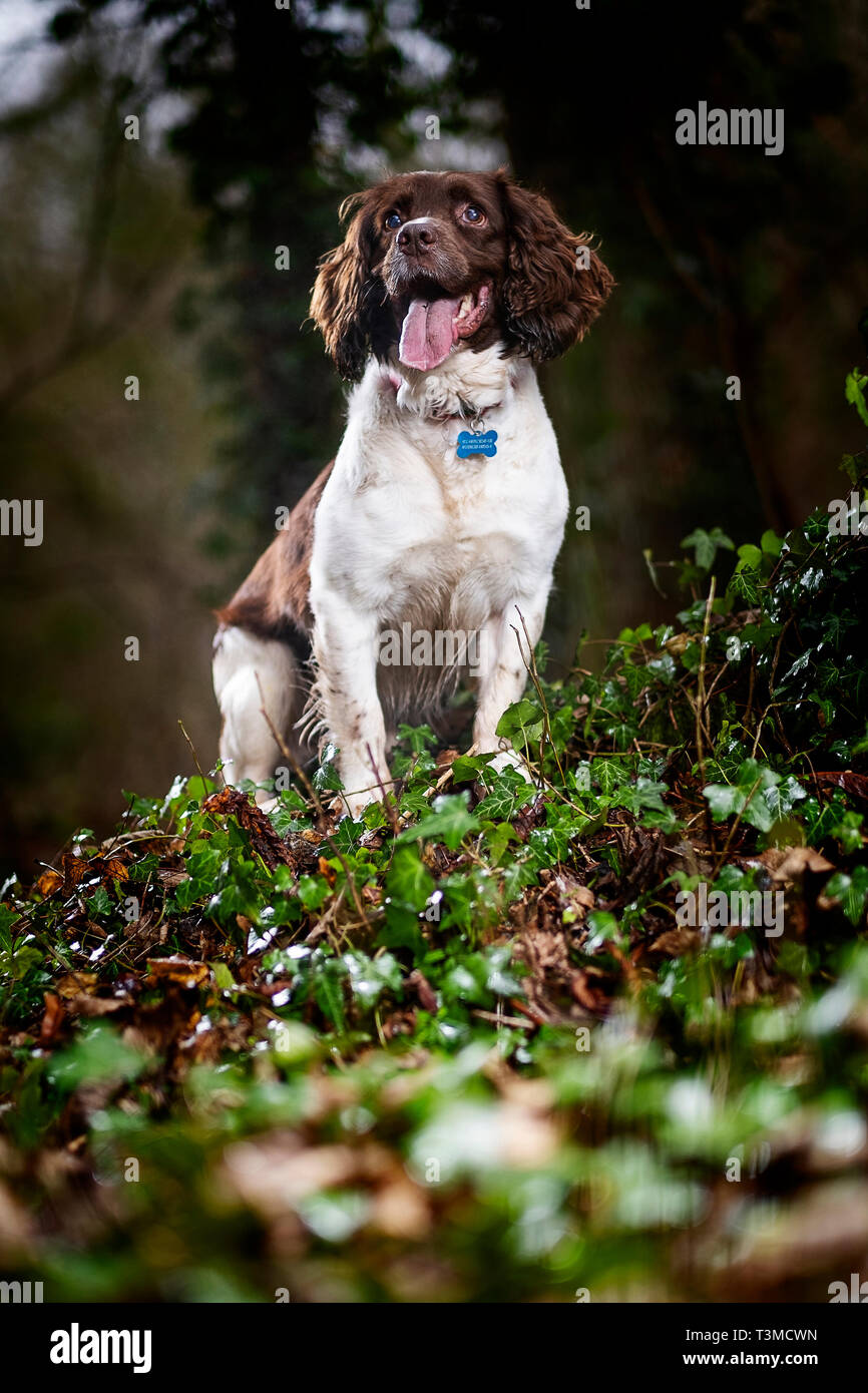 Working Gundogs Springer Spaniels und Speocker Stockfoto
