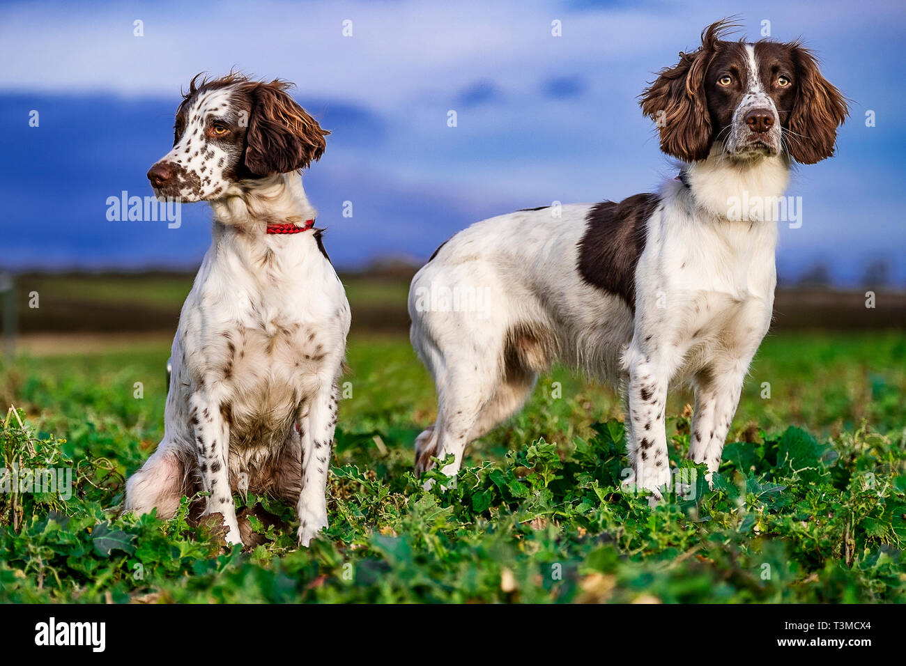 Working Gundogs Springer Spaniels und Speocker Stockfoto