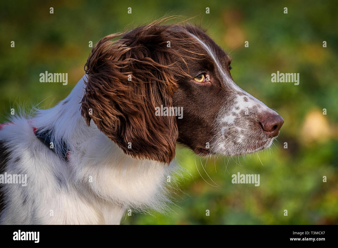 Working Gundogs Springer Spaniels und Speocker Stockfoto