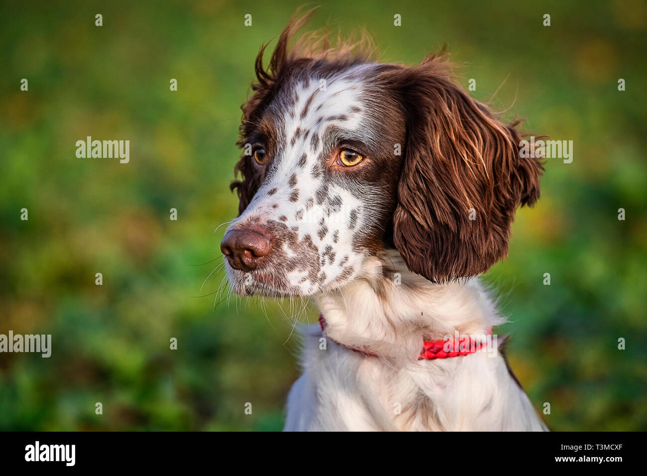 Working Gundogs Springer Spaniels und Speocker Stockfoto