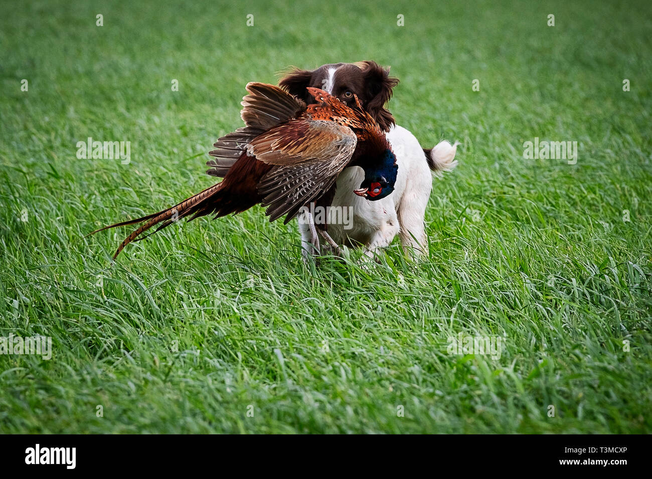 Working Gundogs Springer Spaniels und Speocker Stockfoto