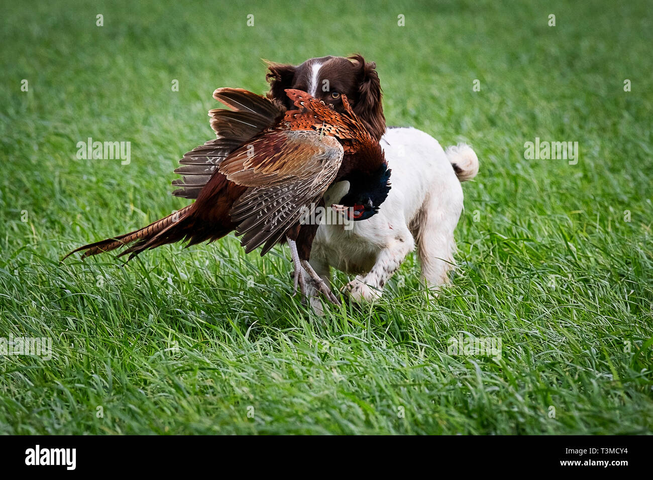 Working Gundogs Springer Spaniels und Speocker Stockfoto