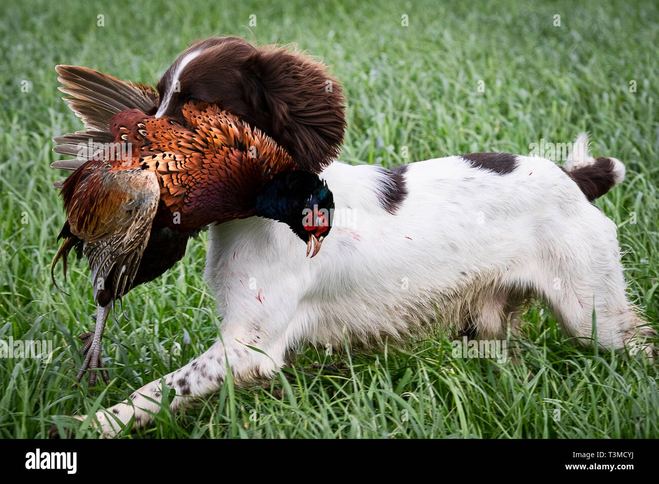 Working Gundogs Springer Spaniels und Speocker Stockfoto