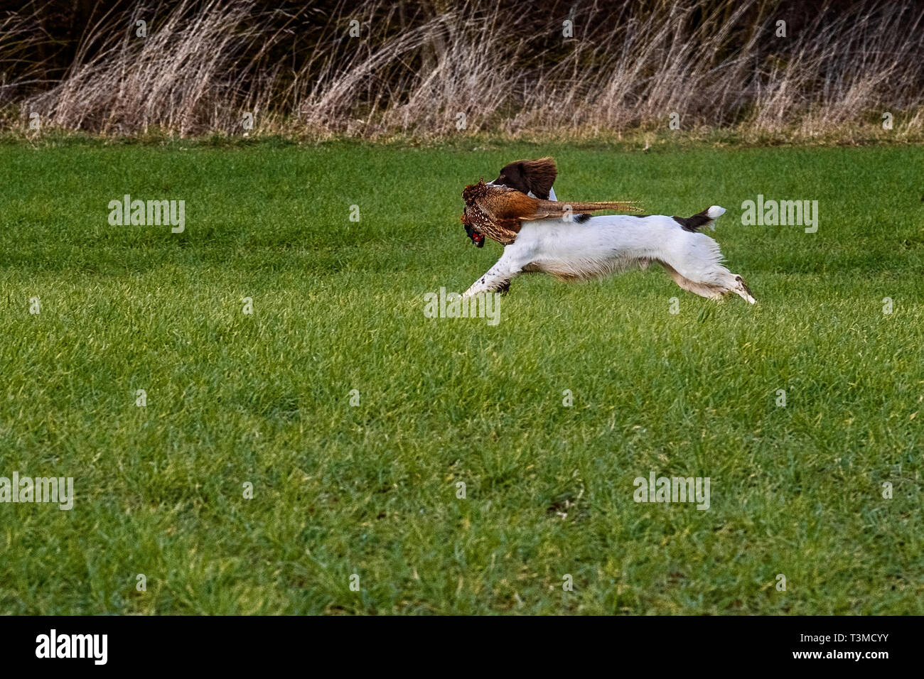 Working Gundogs Springer Spaniels und Speocker Stockfoto