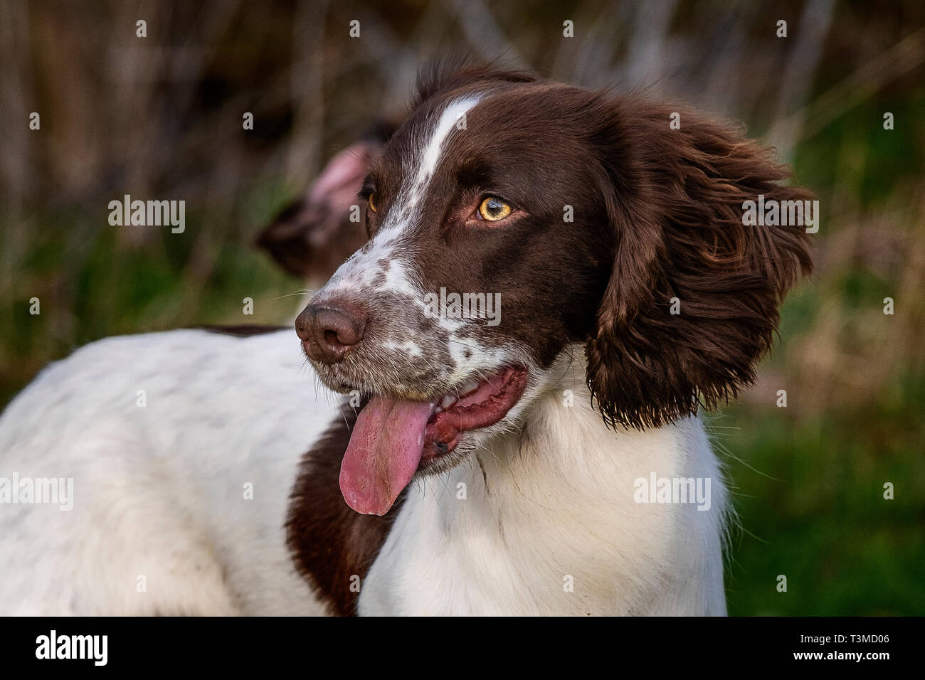 Working Gundogs Springer Spaniels und Speocker Stockfoto