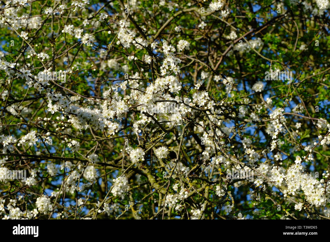 Cheshire, England, Blackthorn Blossom, Sloe Gin, Sloe, Hedging Plant, Prunus Spinosa, Laub, Heckenreihen, Frühling, Sträucher, Bäume, Natürlich, Weiß. Stockfoto