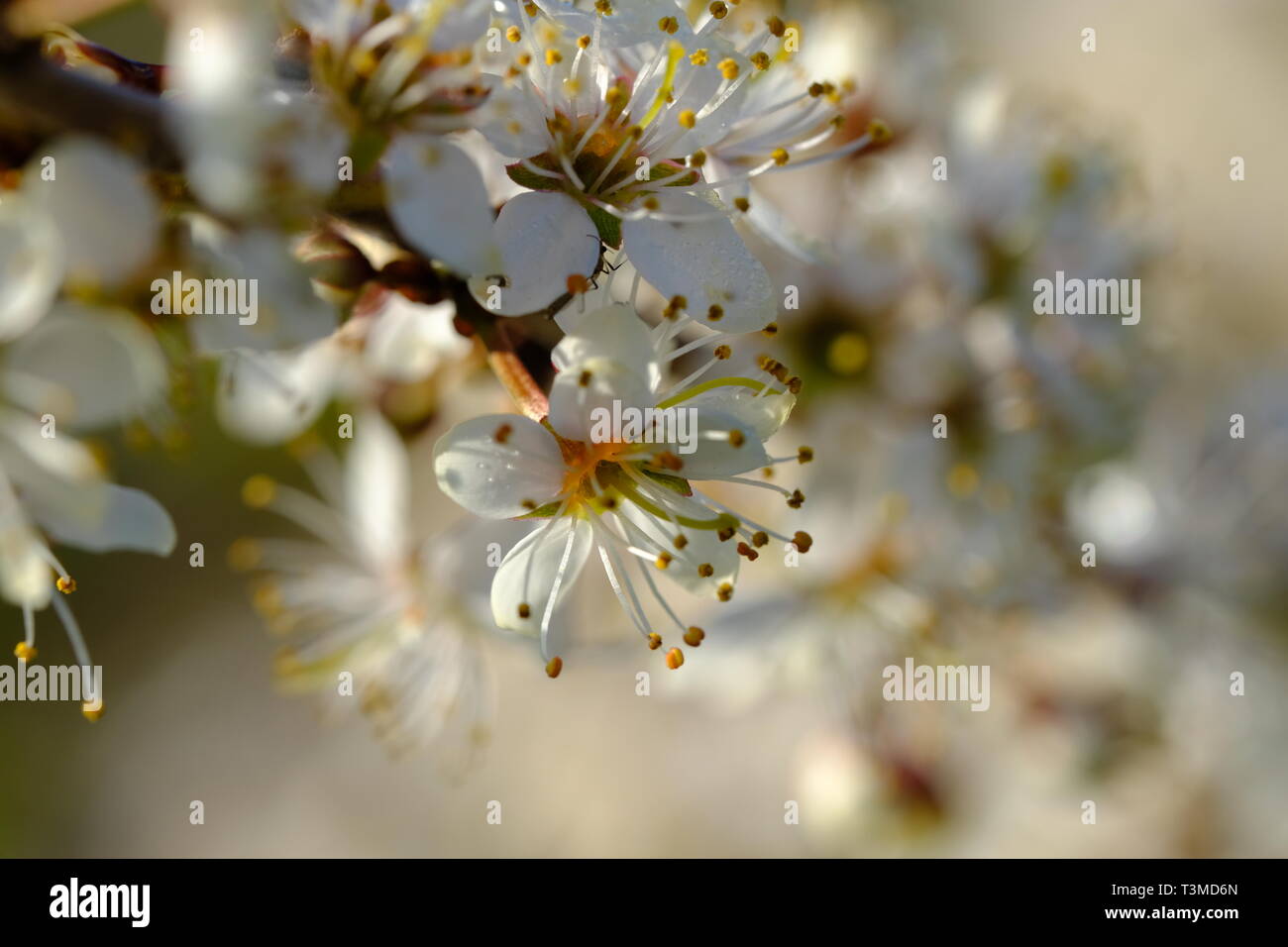 Cheshire, England, Blackthorn Blossom, Sloe Gin, Sloe, Hedging Plant, Prunus Spinosa, Laub, Heckenreihen, Frühling, Sträucher, Bäume, Natürlich, Weiß. Stockfoto