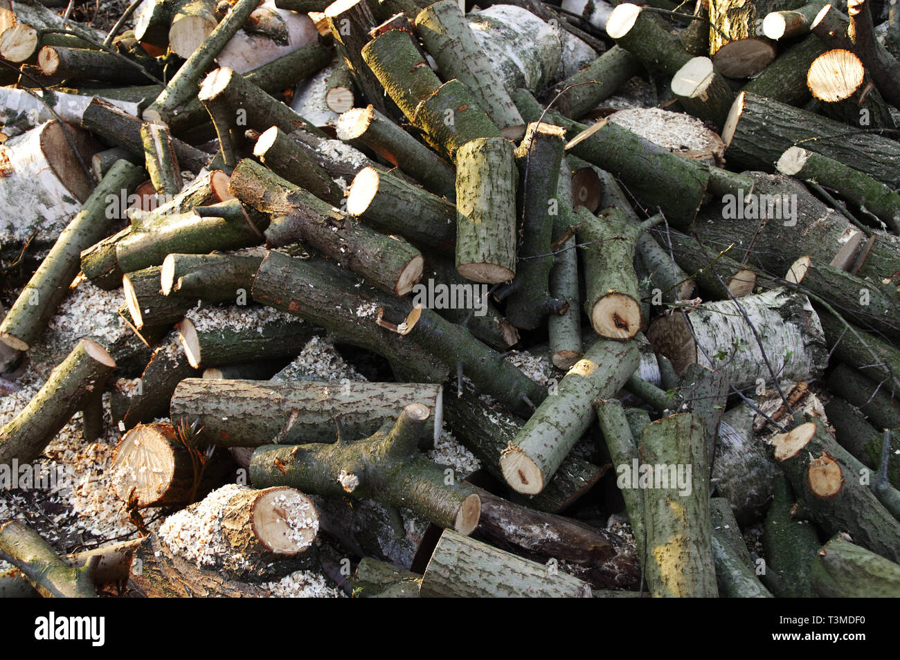 Haufen von Trunks und Stücke Holz geschnitten. Ökologie, Umwelt und Brennholz für den Winter vorbereiten. Stockfoto