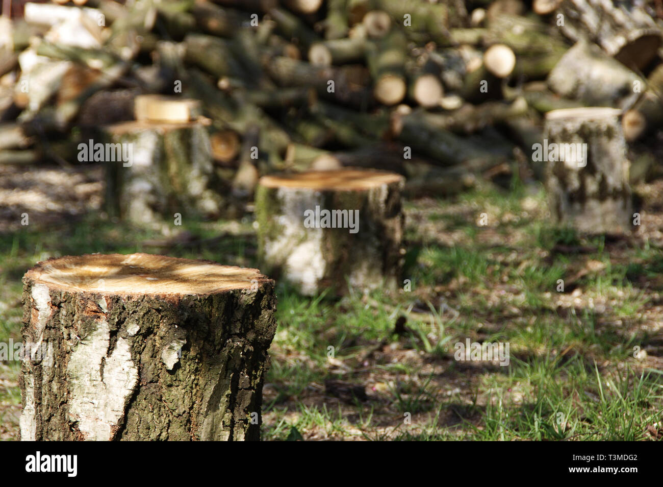 Gefällten Baumstämmen. Ökologie, Umwelt und Protokollierung Konzept. Stockfoto