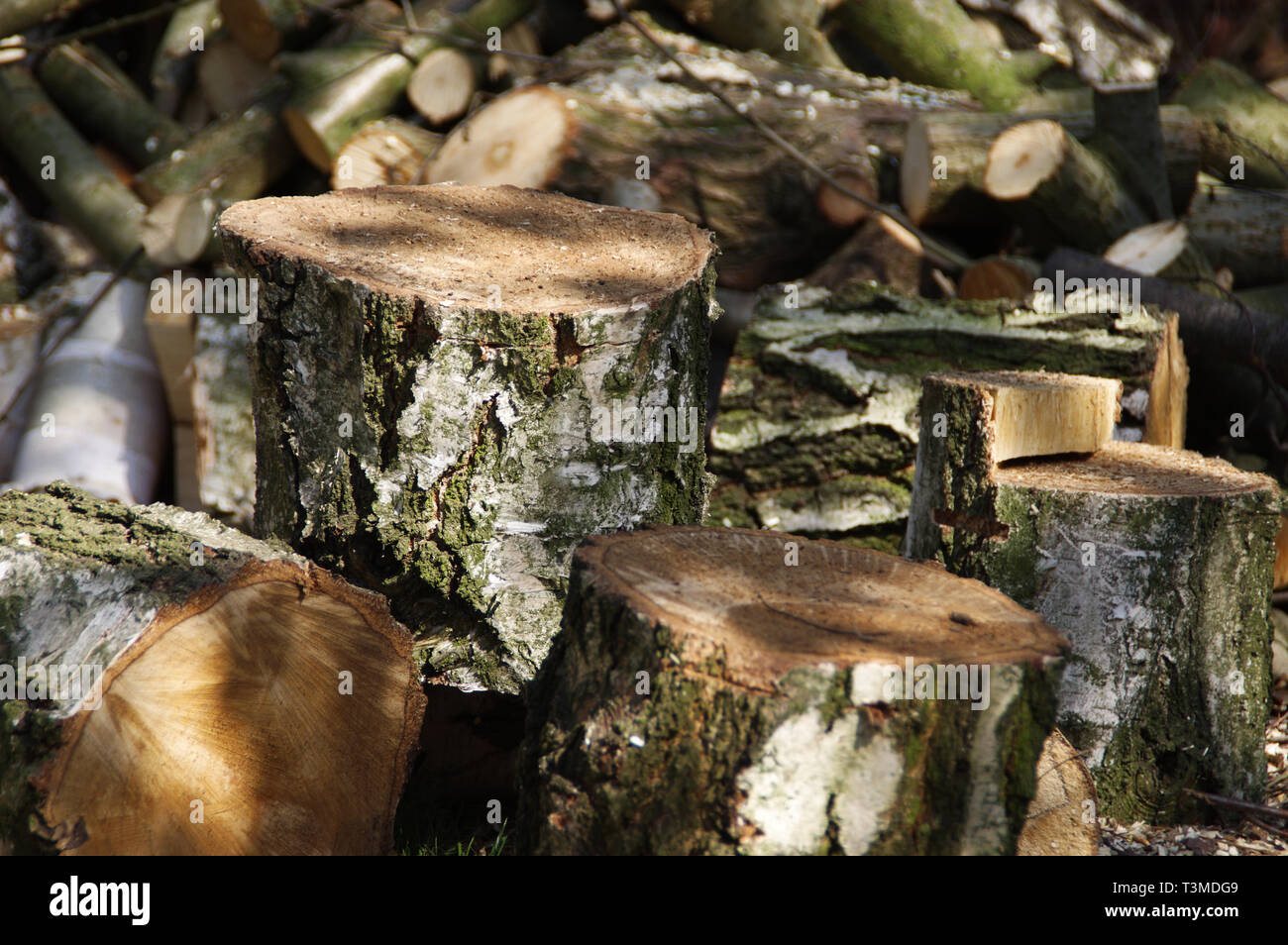 Gefällten Baumstämmen. Ökologie, Umwelt und Protokollierung Konzept. Stockfoto
