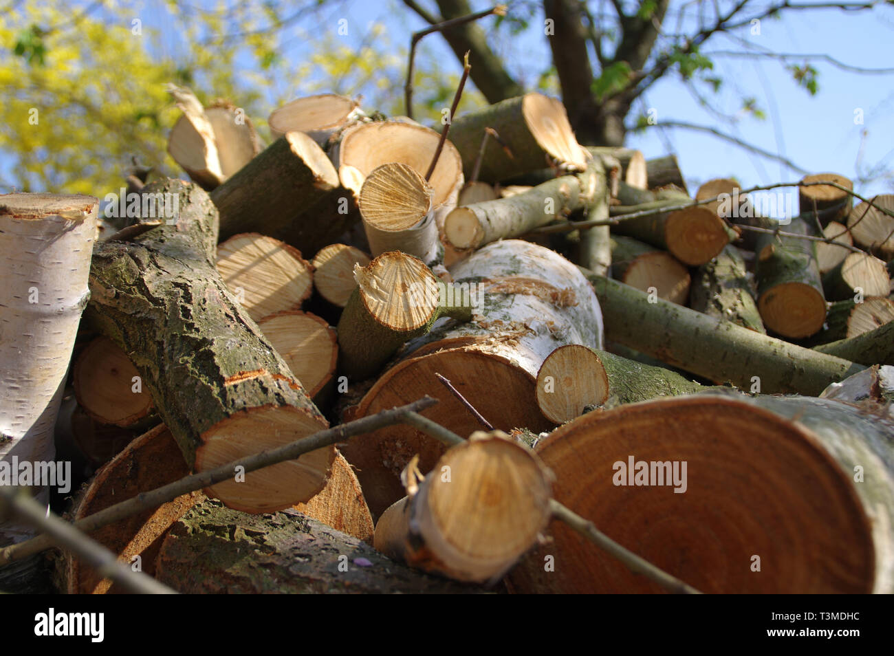 Haufen von Trunks und Stücke Holz geschnitten. Ökologie, Umwelt und Brennholz für den Winter vorbereiten. Stockfoto
