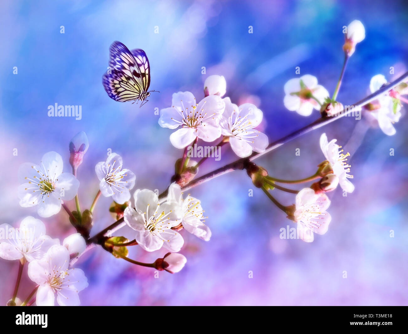 Schöner Schmetterling und Zweig der blühenden Apfelbaum im Frühjahr auf Hellblau und Rosa Hintergrund Makro. Stockfoto