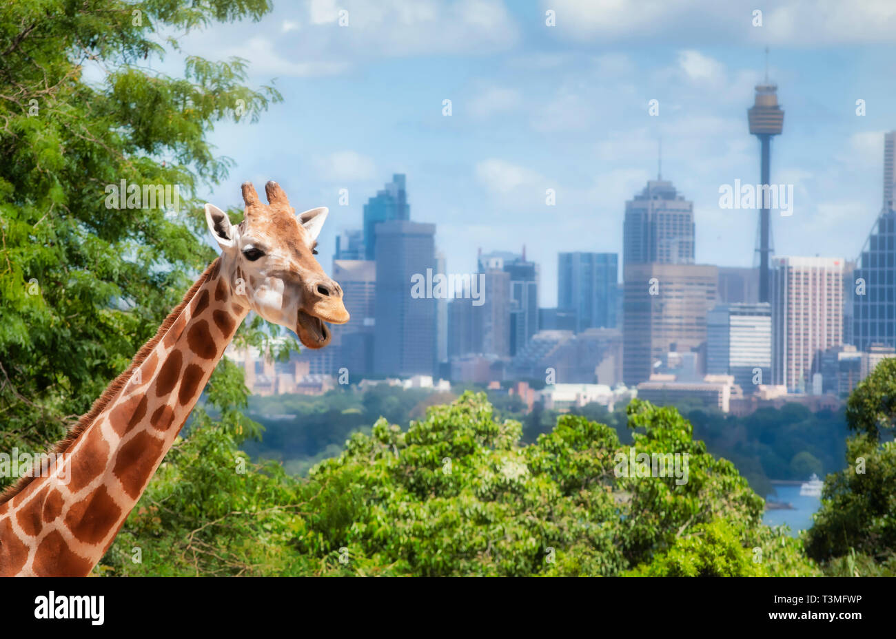 Giraffe in Toronga Zoo Australien Stockfoto