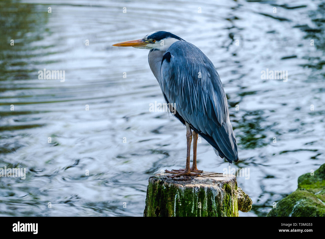 Porträt einer wunderschönen Blue Heron auf einem Baumstumpf. Stockfoto