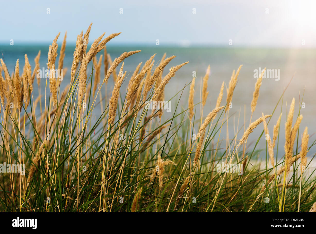 Beach Grass gegen Meer, blauer Himmel Stockfoto