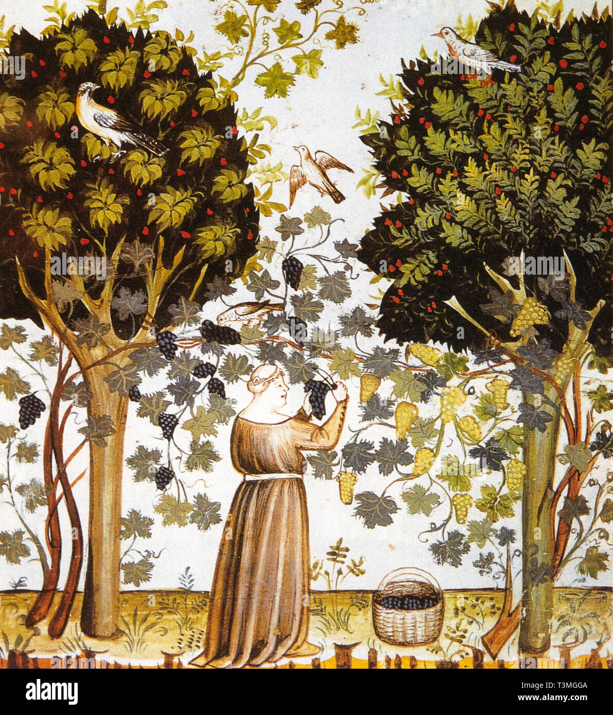 Weinstock Marited zwischen Bäumen, ein Prozess namens "alteno', die in den letzten Jahrhunderten des Mittelalters war erfolgreich. Stockfoto